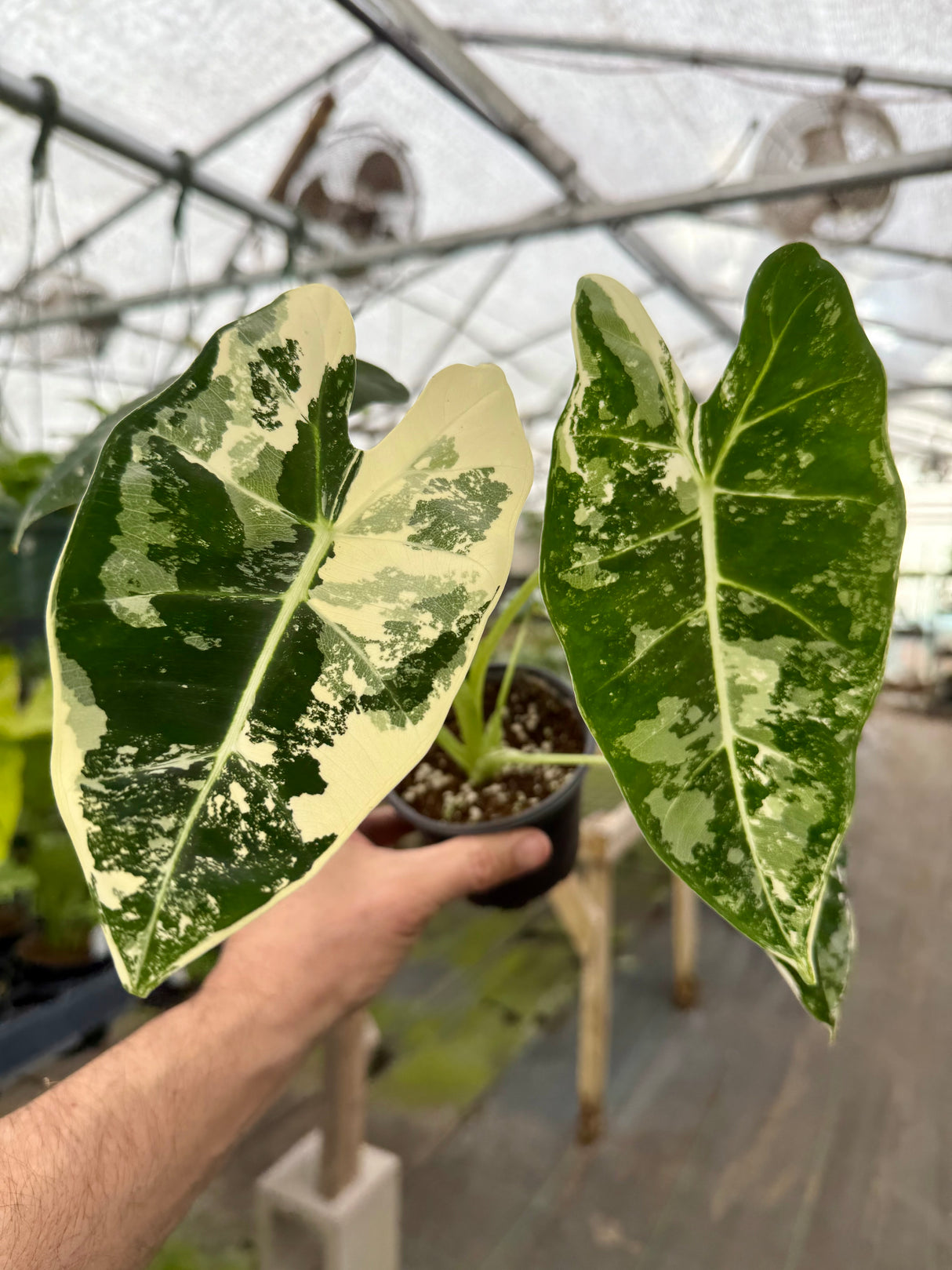 4” Alocasia 'Frydek' variegated - Canopy Plant Co.