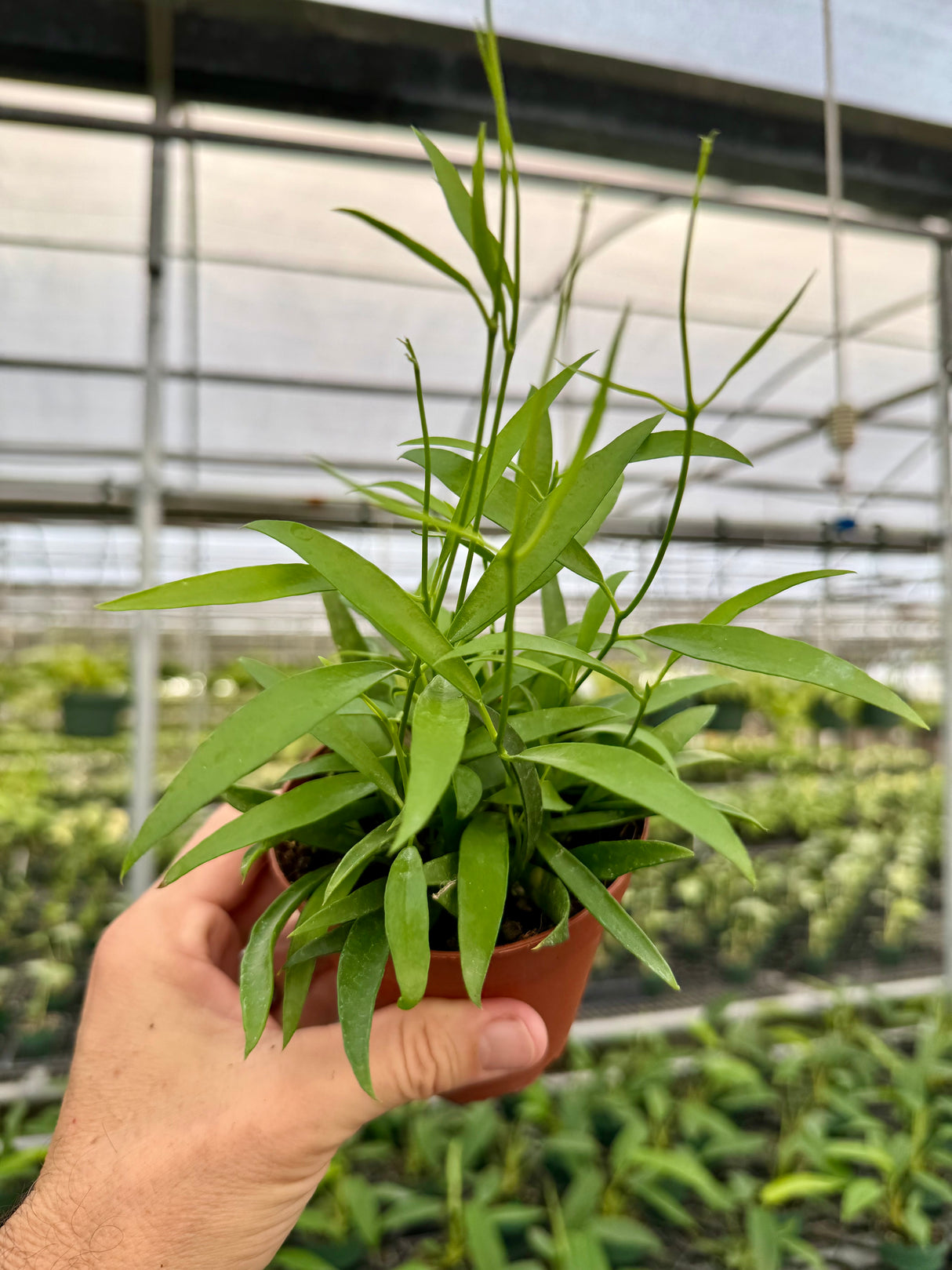 4" Hoya longifolia