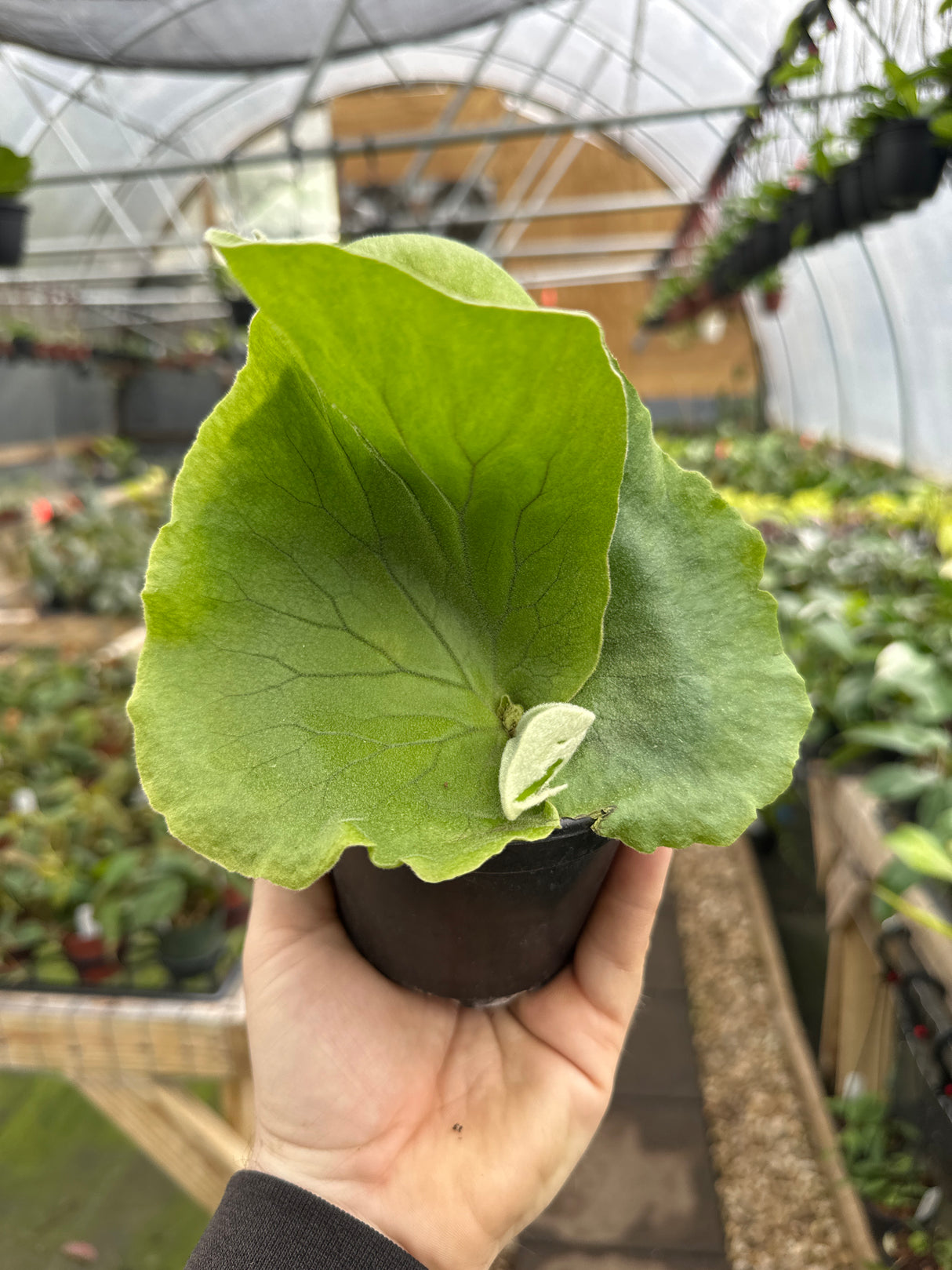4” Platycerium elephantotis (Staghorn fern) - Canopy Plant Co.