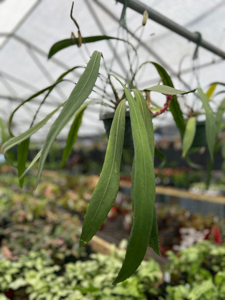 6" Anthurium vittarifolium hanging basket - Canopy Plant Co.