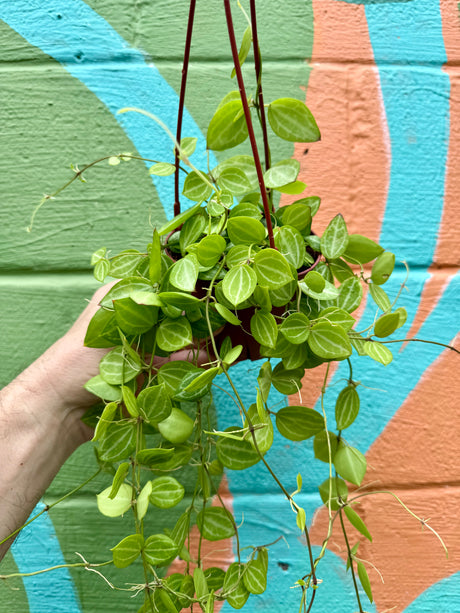 4" Dischidia ovata 'Watermelon' hanging basket - Canopy Plant Co.