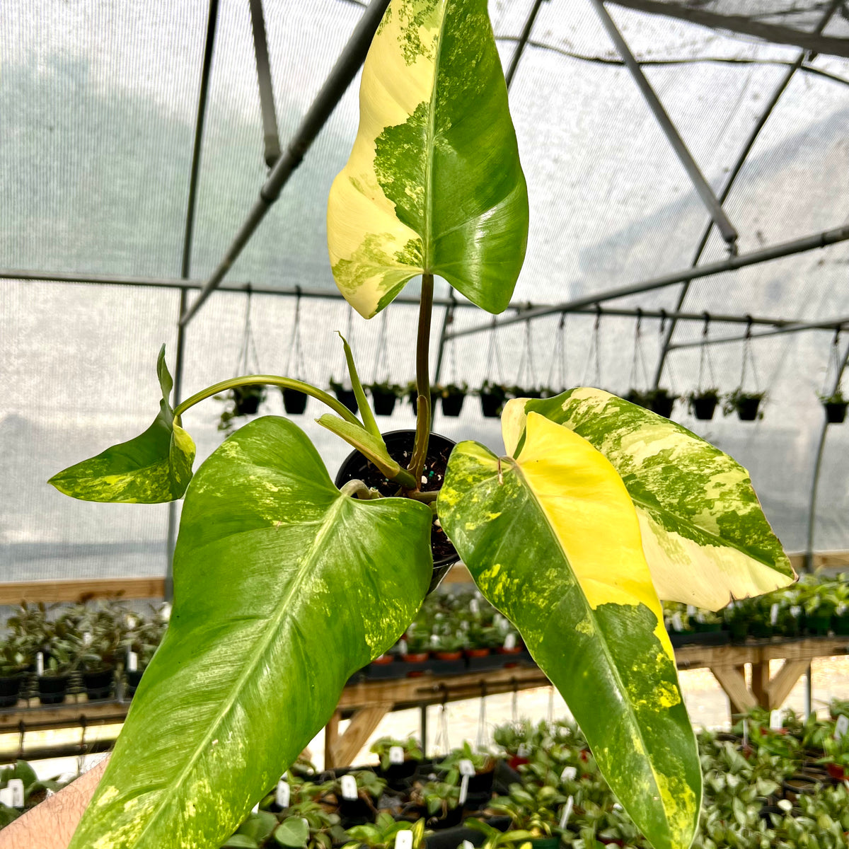 large leaf variegated philodendron 4” Philodendron domesticum variegated