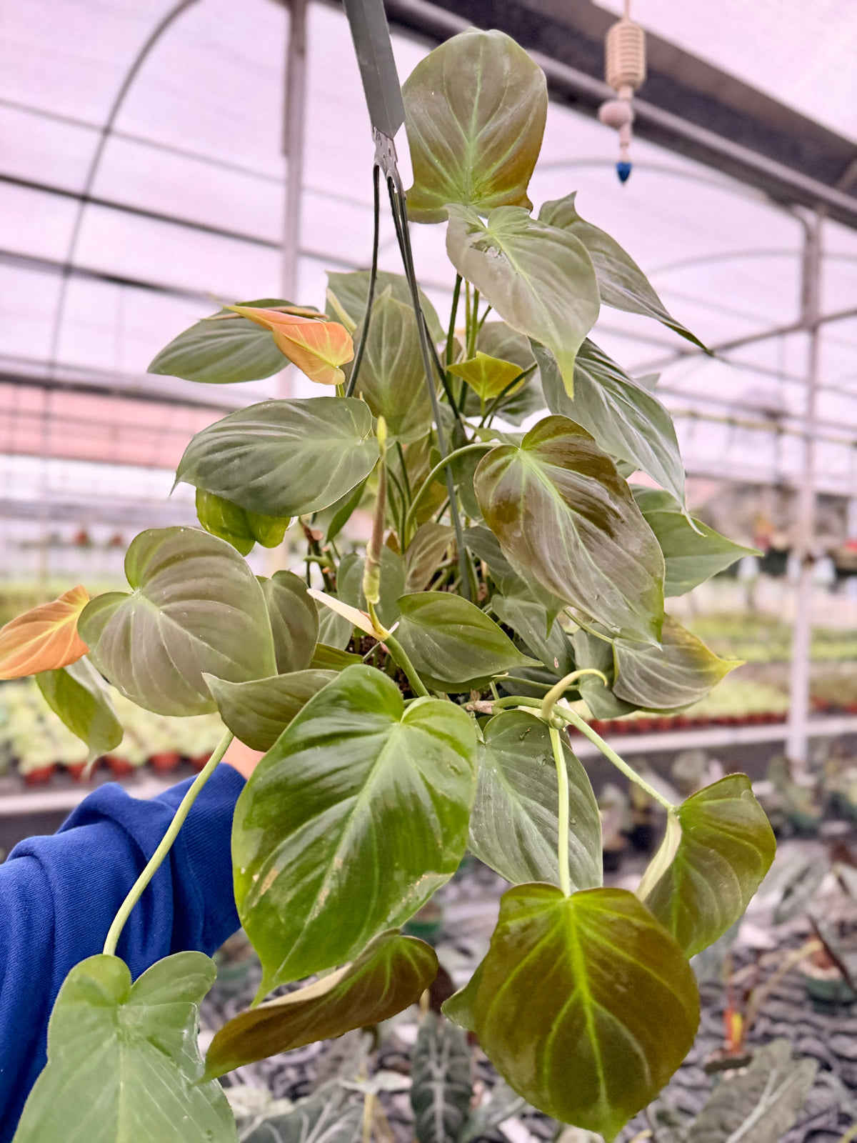 6" Philodendron camposportoanum hanging basket