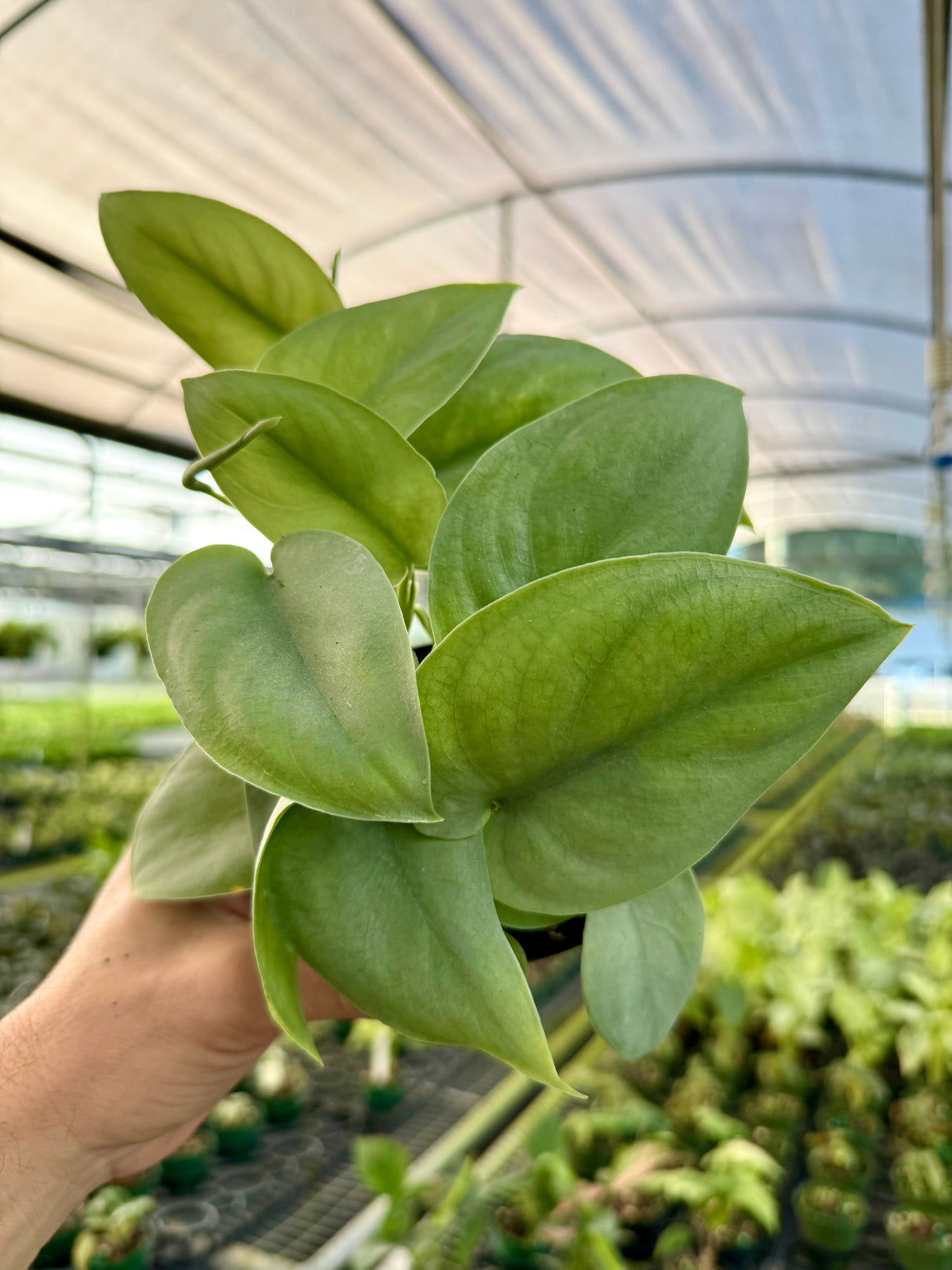 4” Scindapsus ‘Platinum'