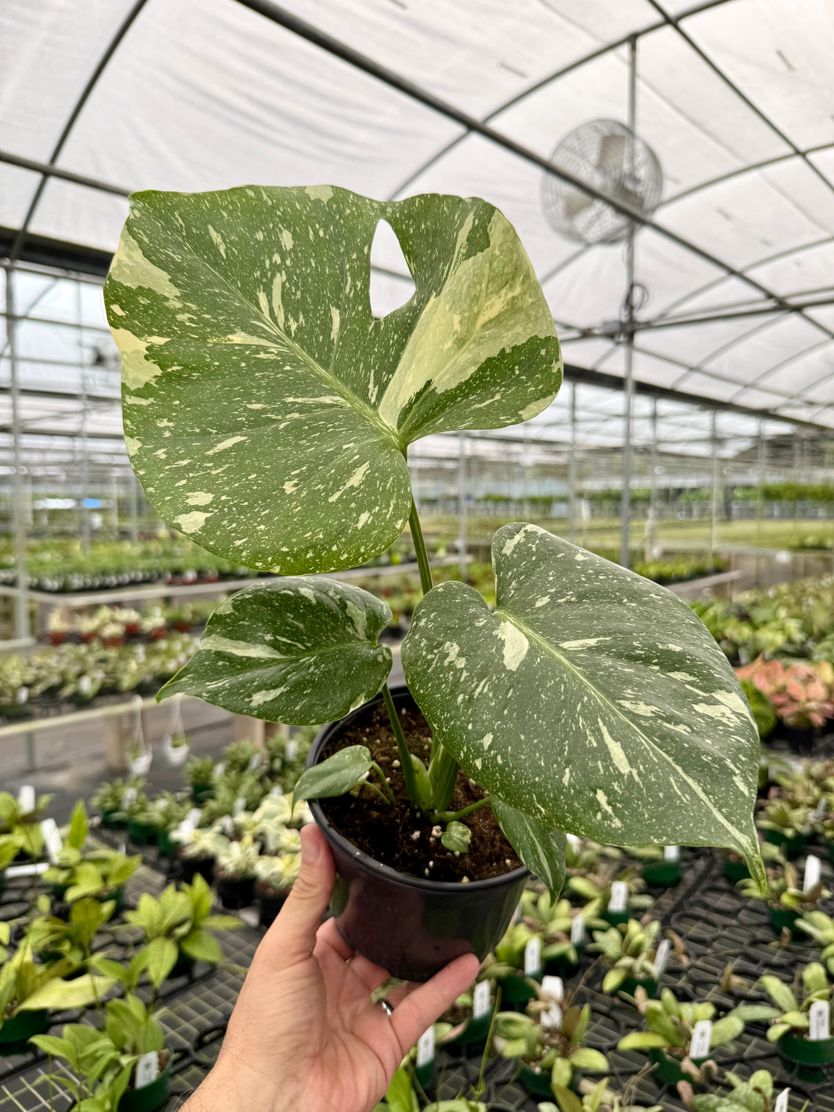 6” Monstera ‘Thai Constellation’