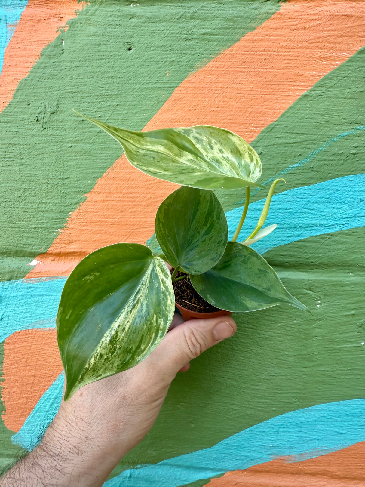 2” Philodendron hederaceum variegated 'Heart Leaf'