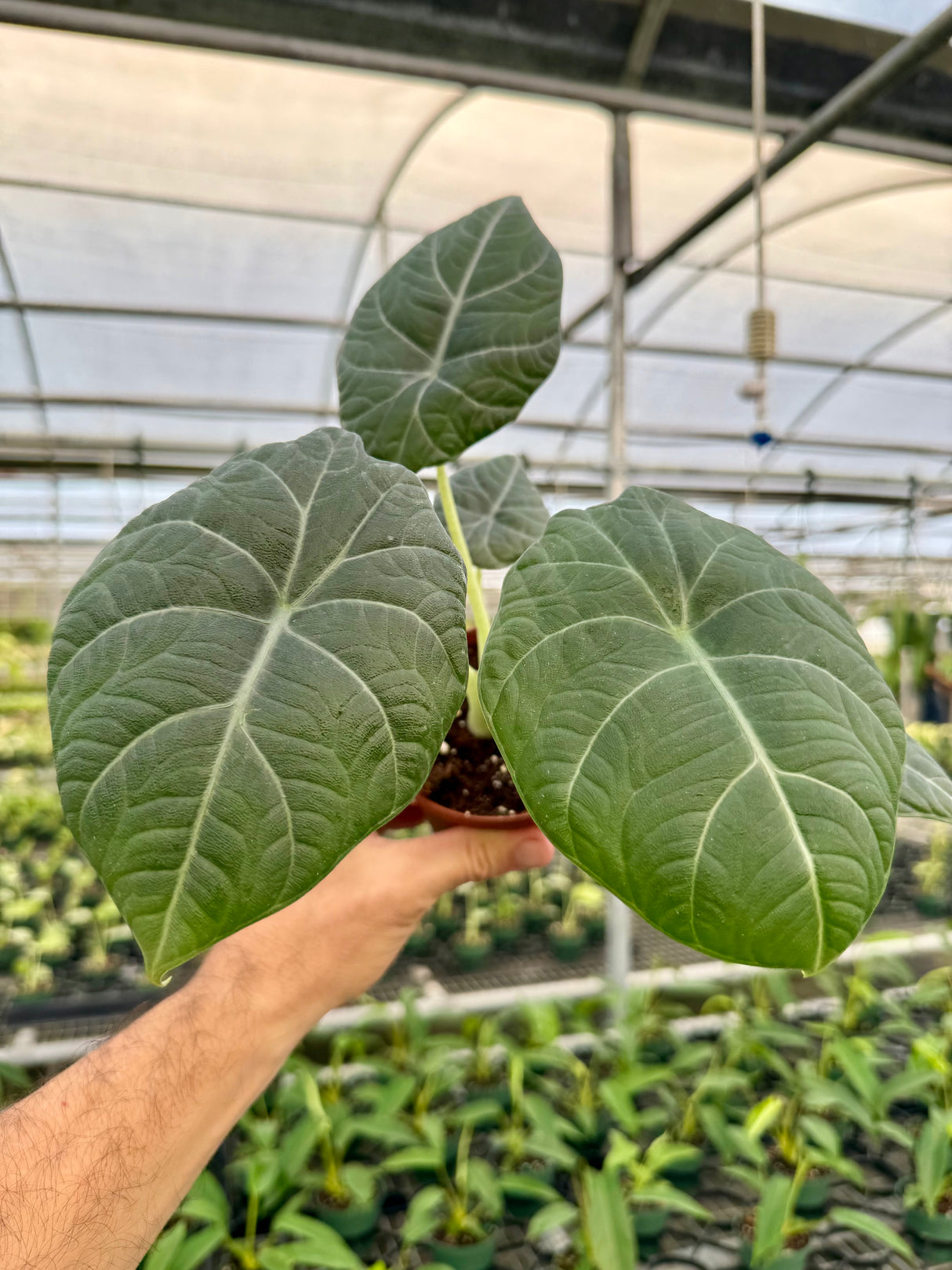 4” Alocasia maharani