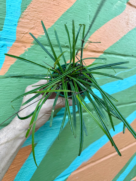 4” Hoya insularis - Canopy Plant Co.