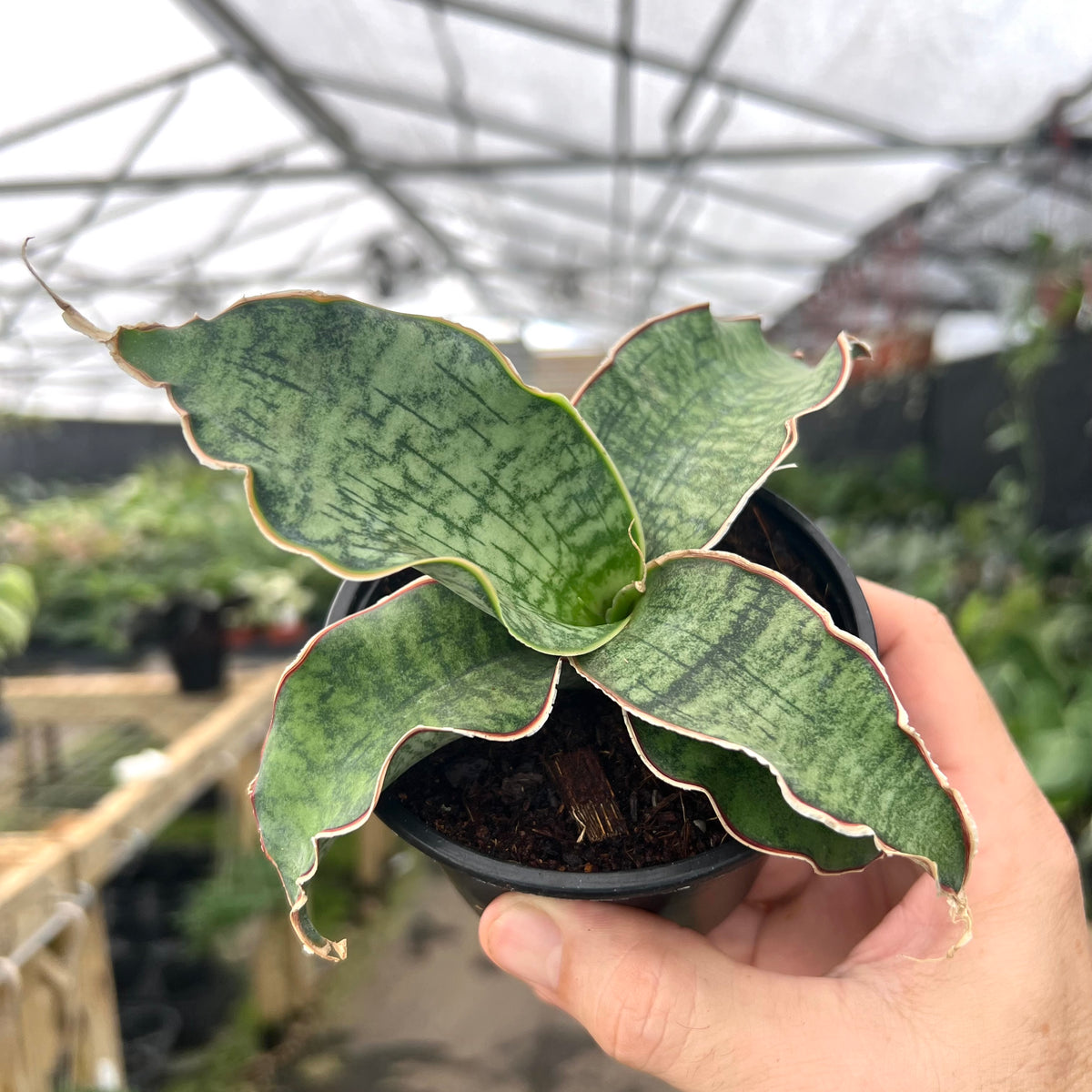 sansevieria cleopatra buy 4” Sansevieria 'Cleopatra'