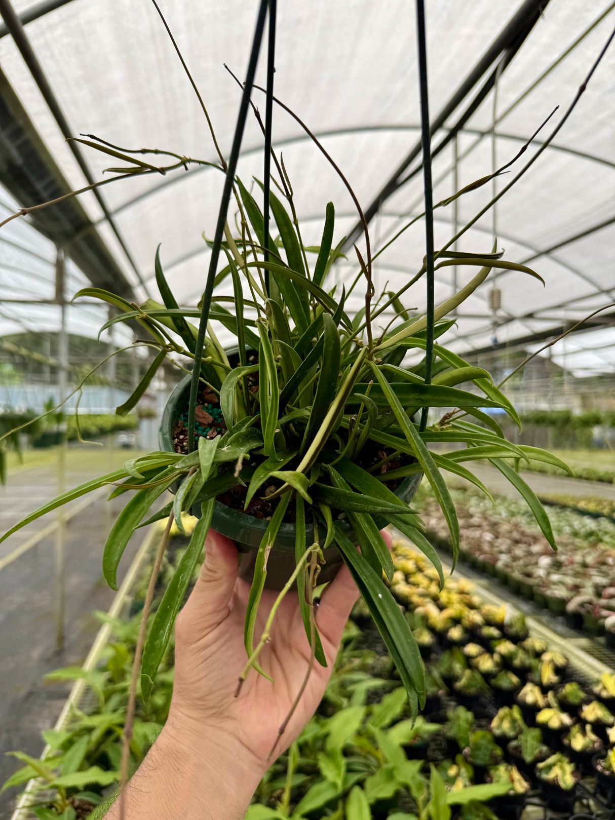 6" Hoya shepherdii hanging basket