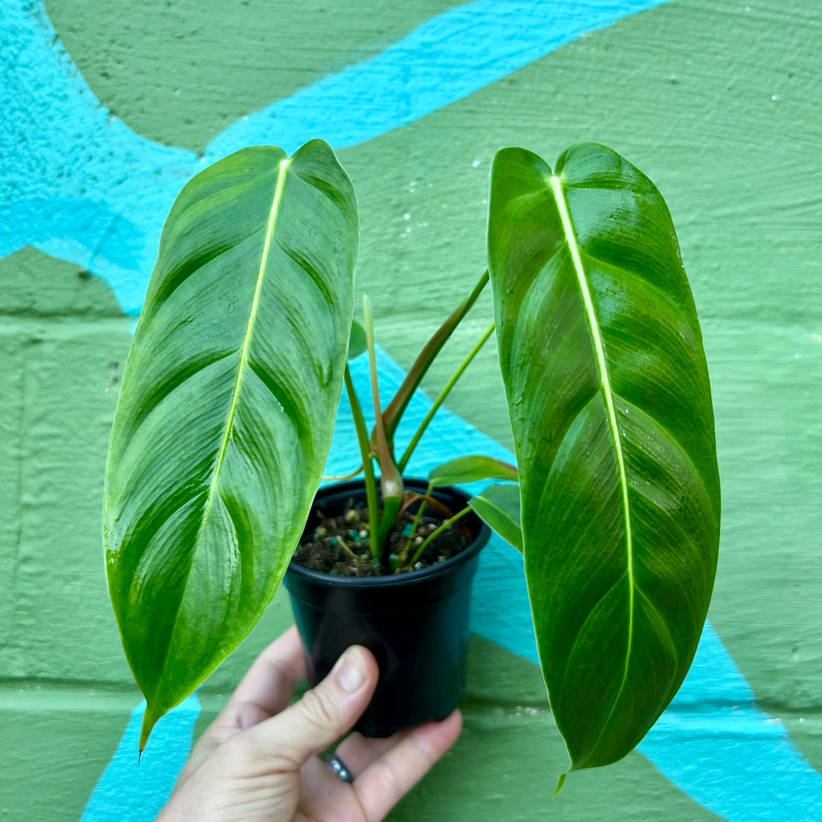philodendron efn 4" Philodendron esmeraldense – Canopy Plant Co