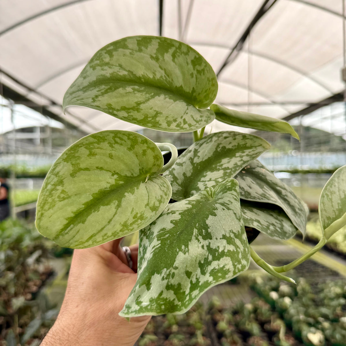 scindapsus pothos 4" Scindapsus ‘Exotica’