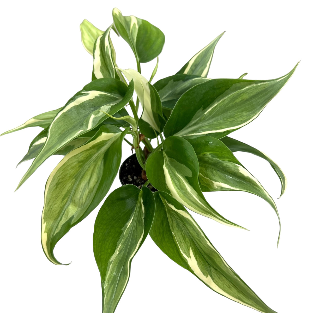 philodendron pedatum florida green Philodendron Pedatum