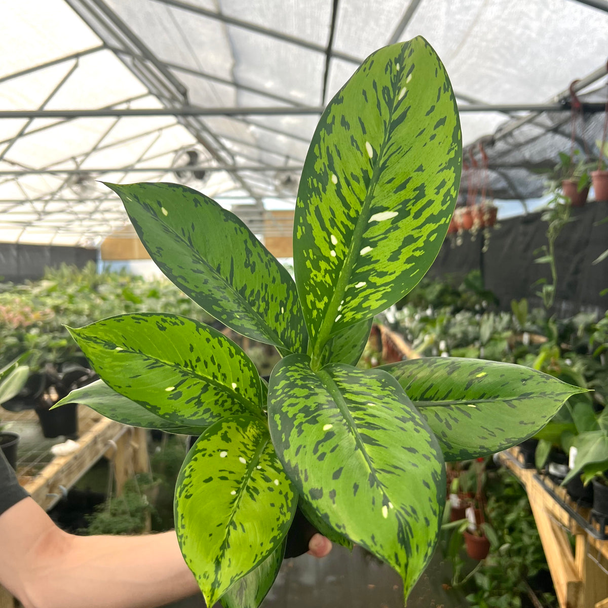 dieffenbachia kroger 6" Dieffenbachia 'Crocodile' – Canopy Plant Co