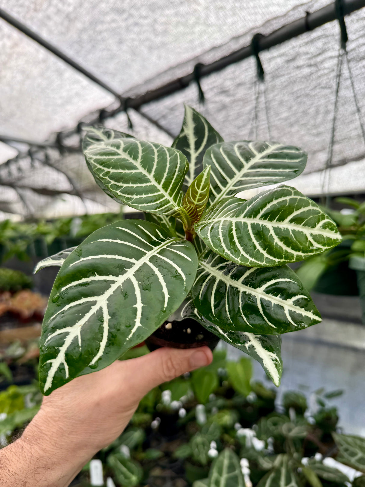 4" Aphelandra squarrosa 'Dania' (Zebra Plant) - Canopy Plant Co.