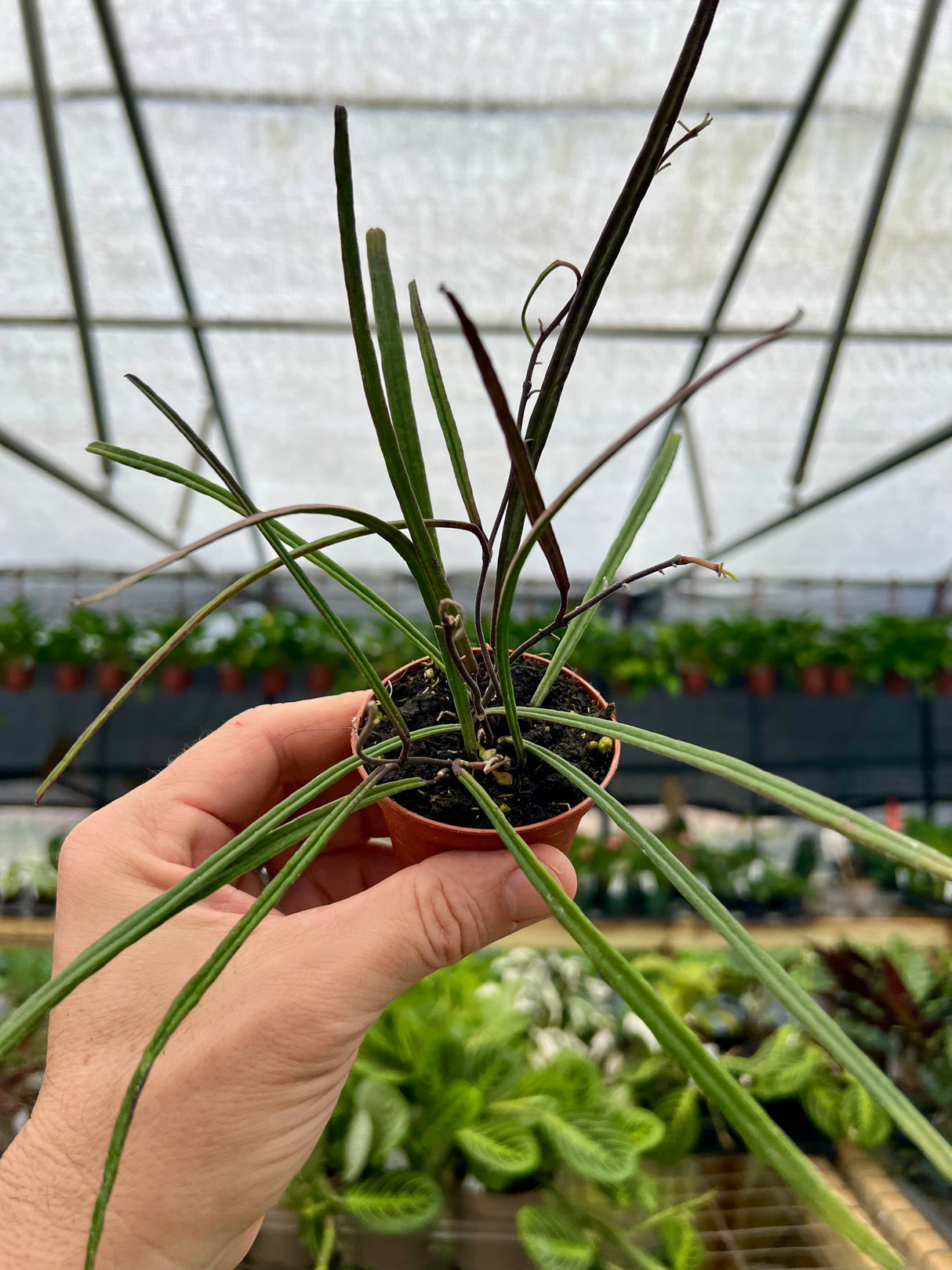 2.5” Hoya insularis - Canopy Plant Co.