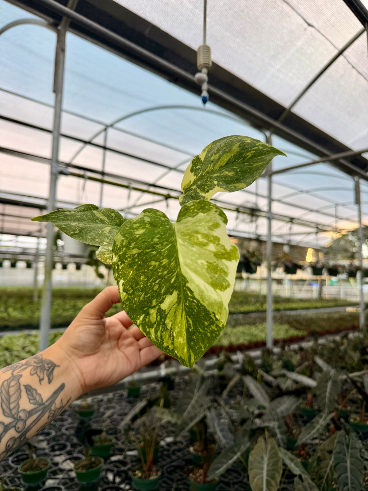 4" Monstera 'Electrolyte'