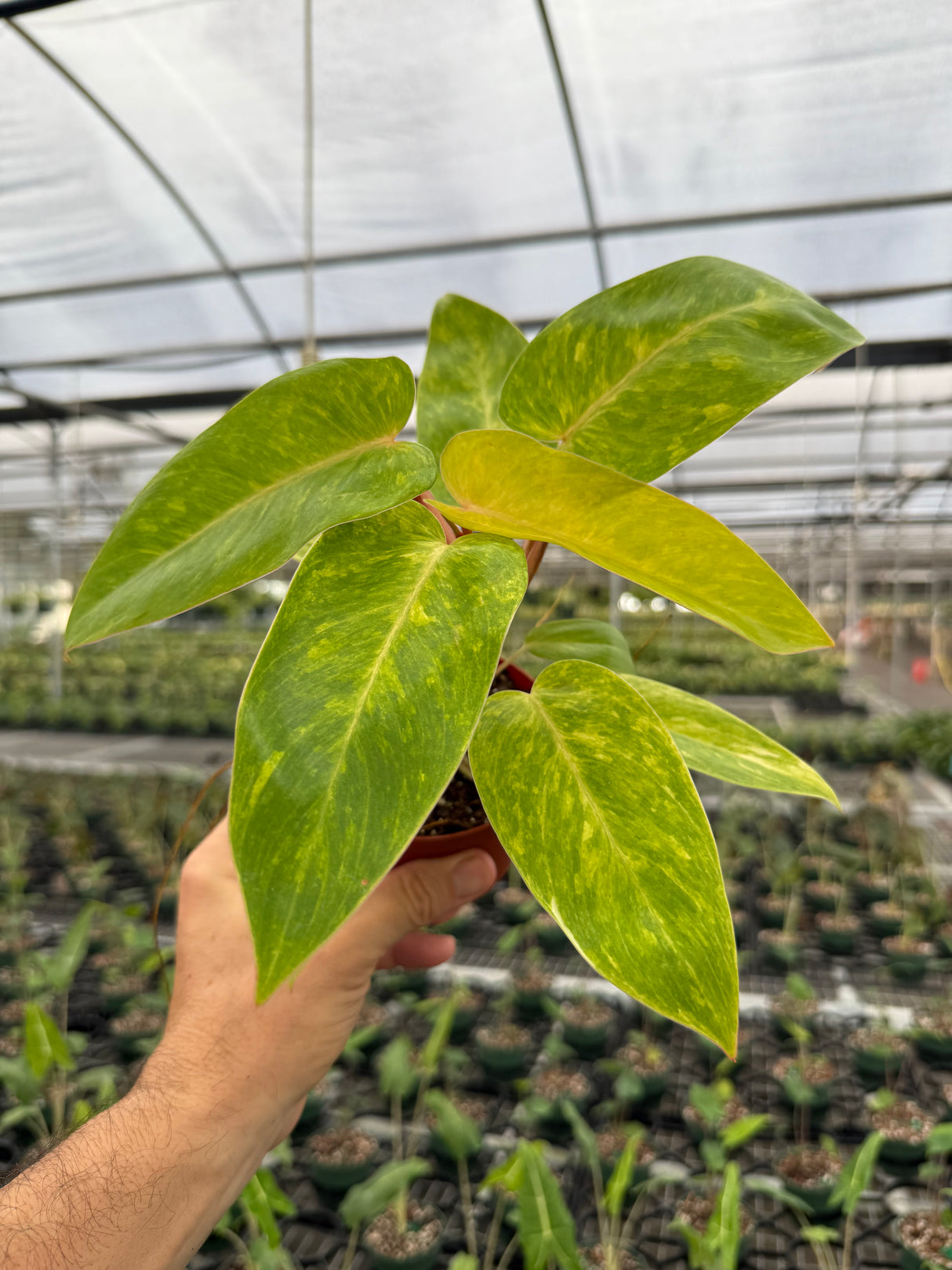 4" Philodendron ‘Painted Lady’