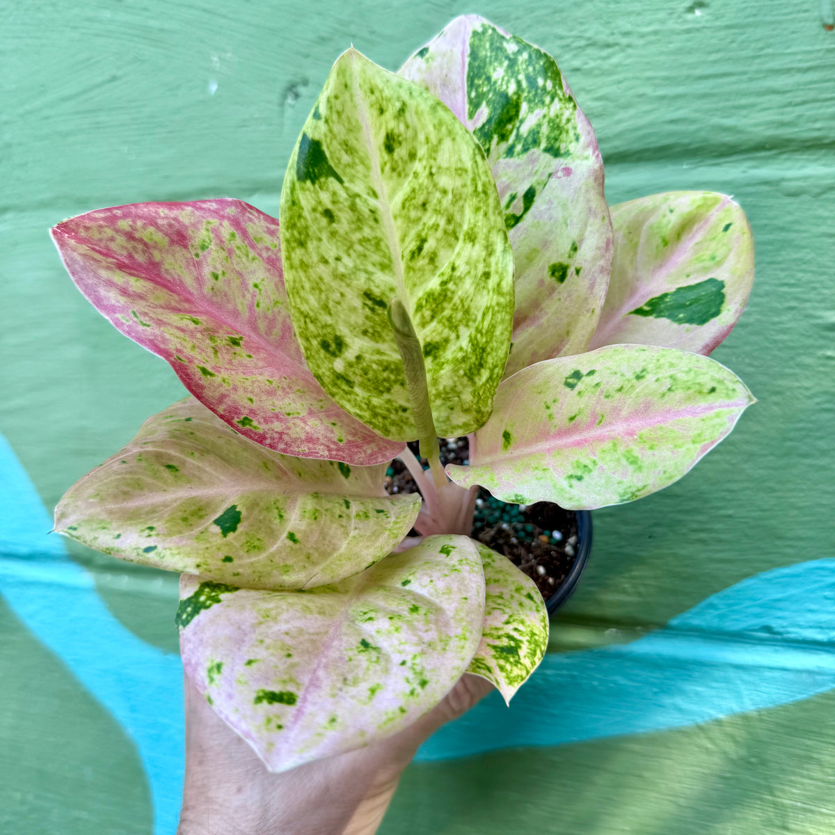 aglaonema pink jade 4” Aglaonema 'Pink Emerald' – Canopy Plant Co