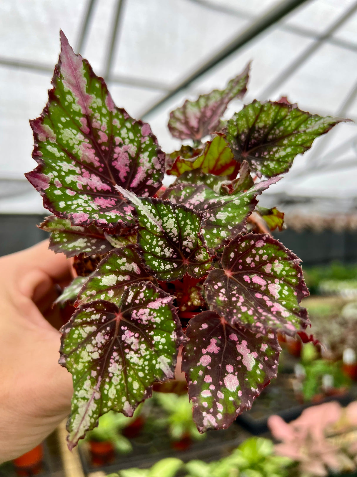 4" Begonia African Jungle - Canopy Plant Co.