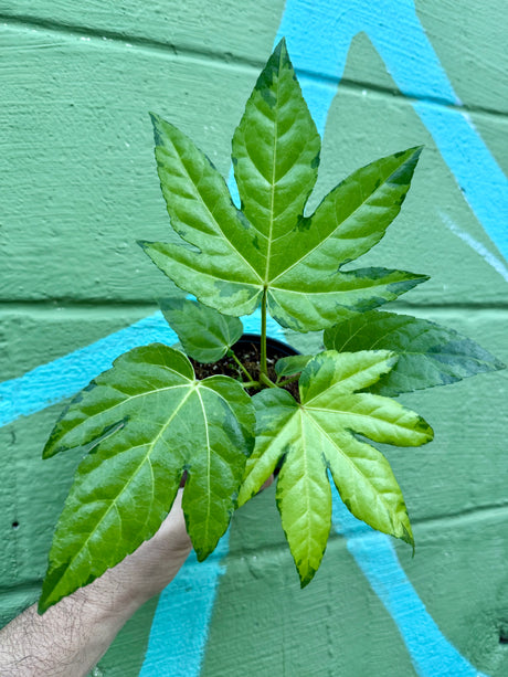 4" Fatsia japonica ‘Camouflage' - Canopy Plant Co.