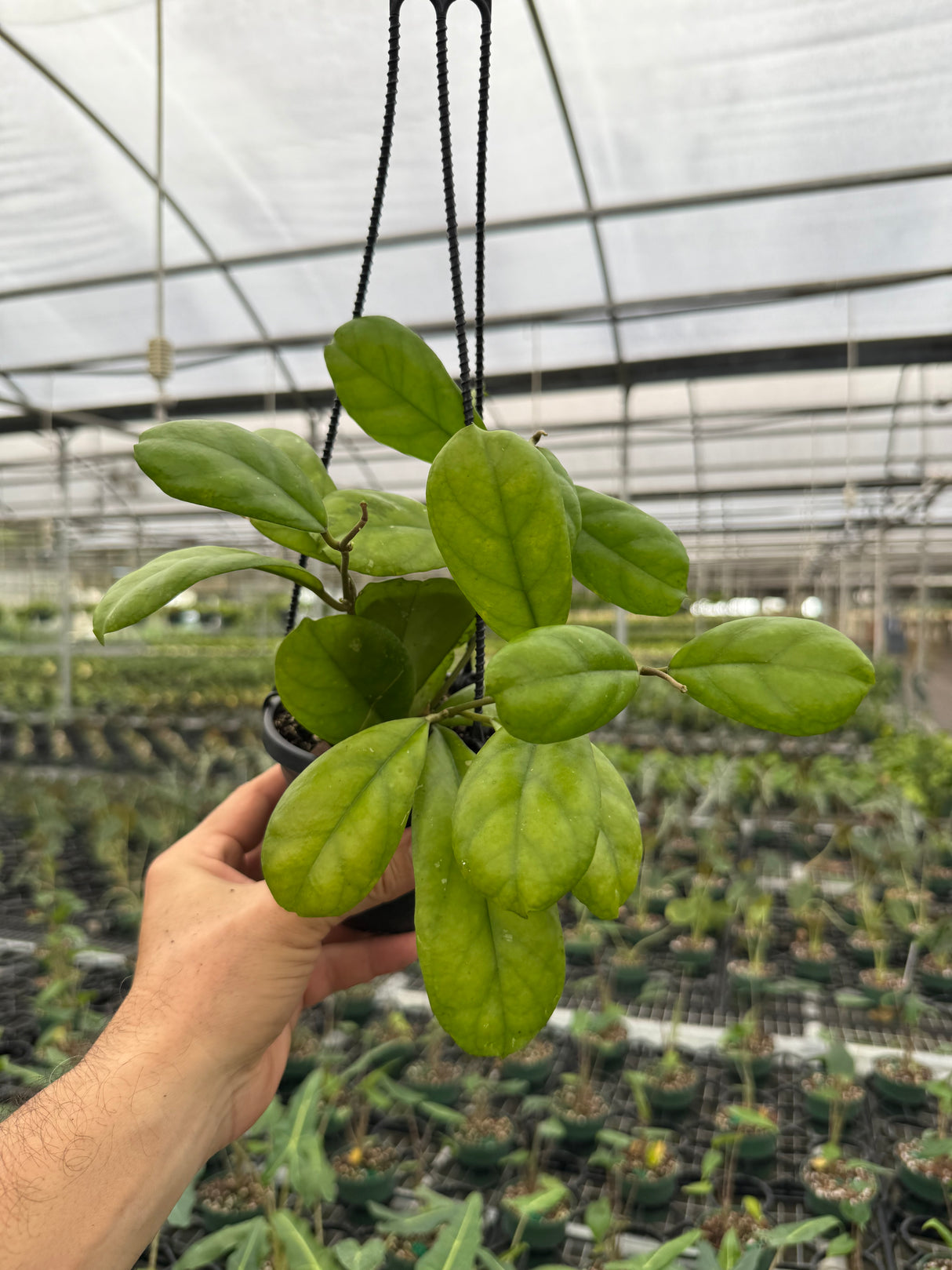 4" Hoya 'Viola' hanging basket