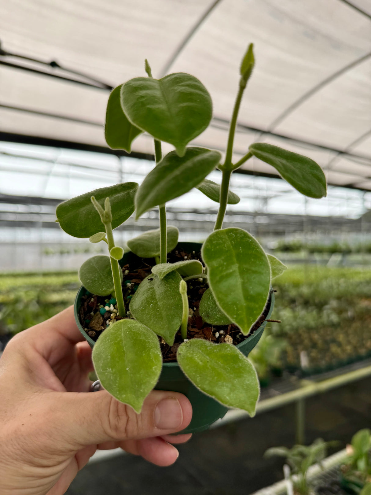 4” Hoya ciliata 'Black Flower'