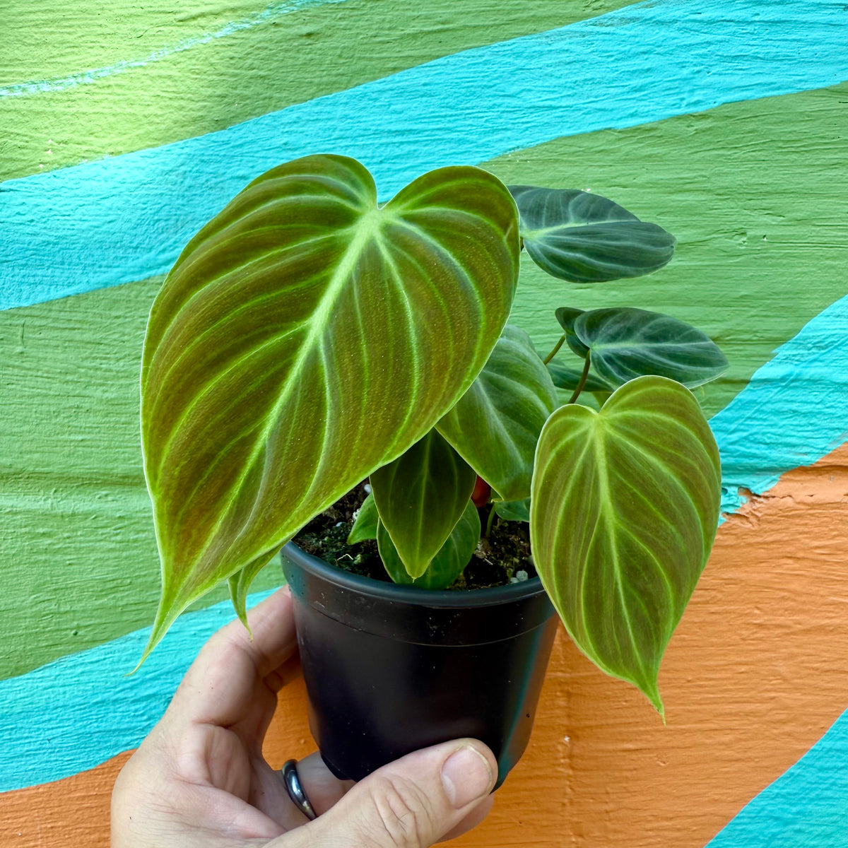 4” Philodendron rubrijuvenile 'El Choco' – Canopy Plant Co