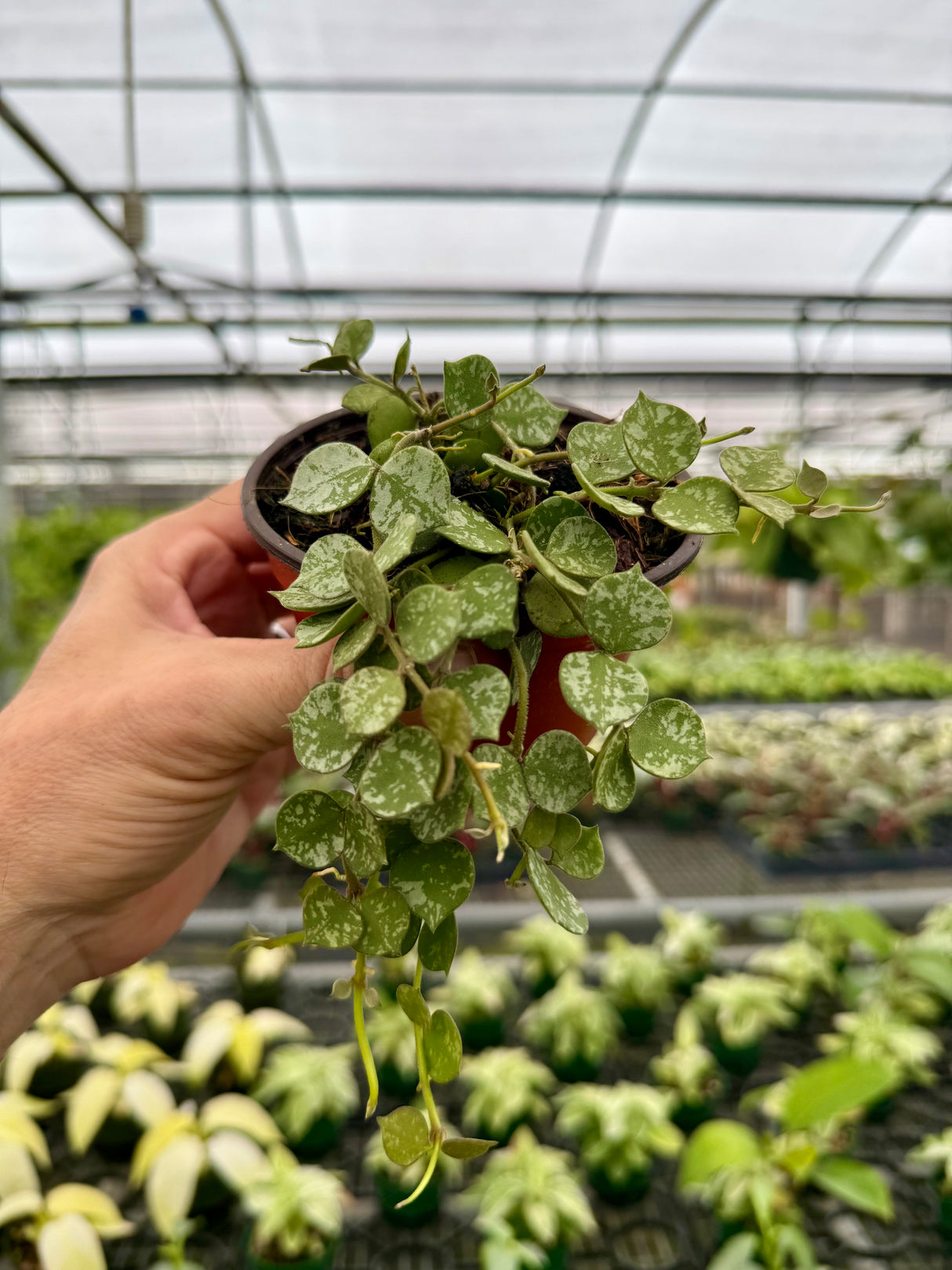 4" Hoya curtisii
