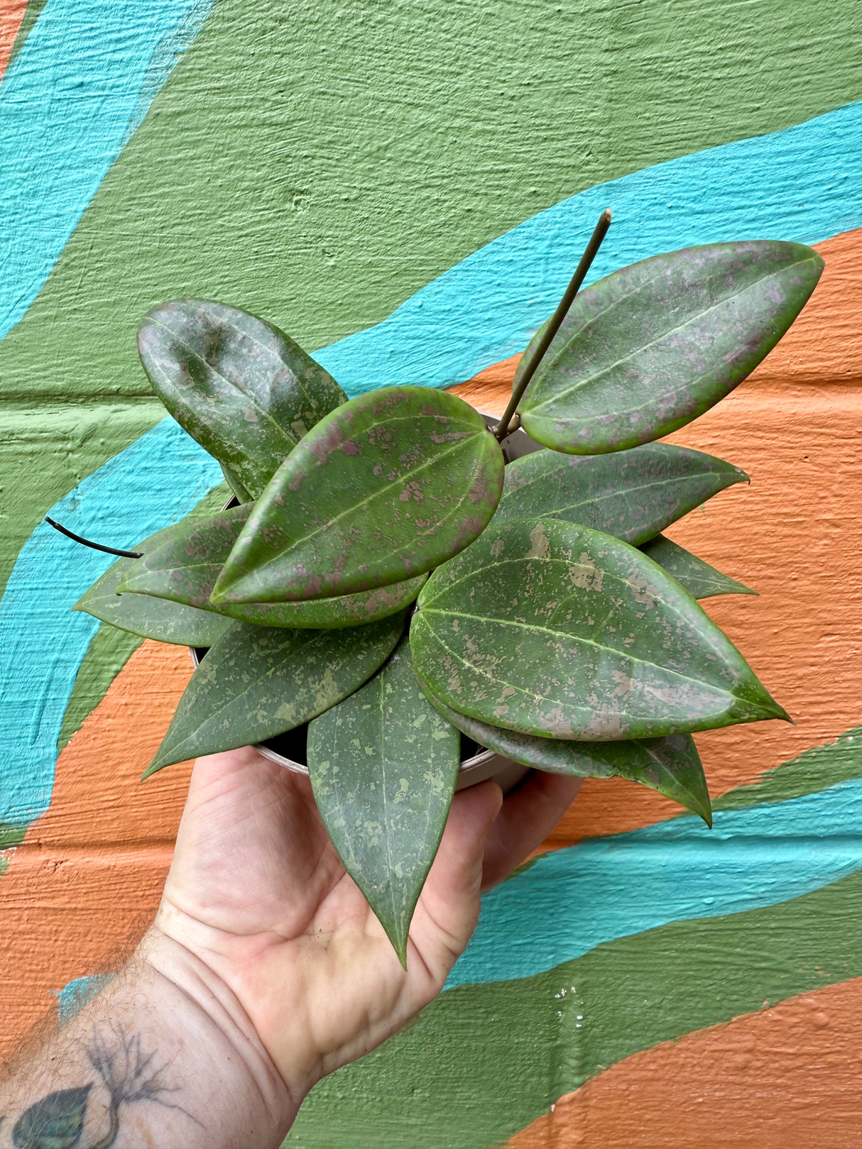 5" Hoya wibergiae (Pink Splash) - Canopy Plant Co.
