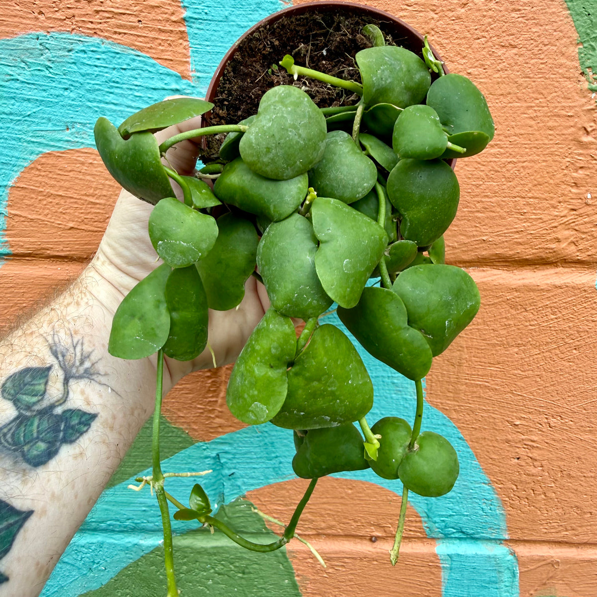platyphylla succulent 4" Dischidia platyphylla – Canopy Plant Co