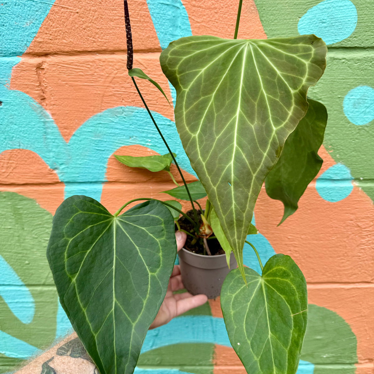 5” Anthurium 'Delta Force'