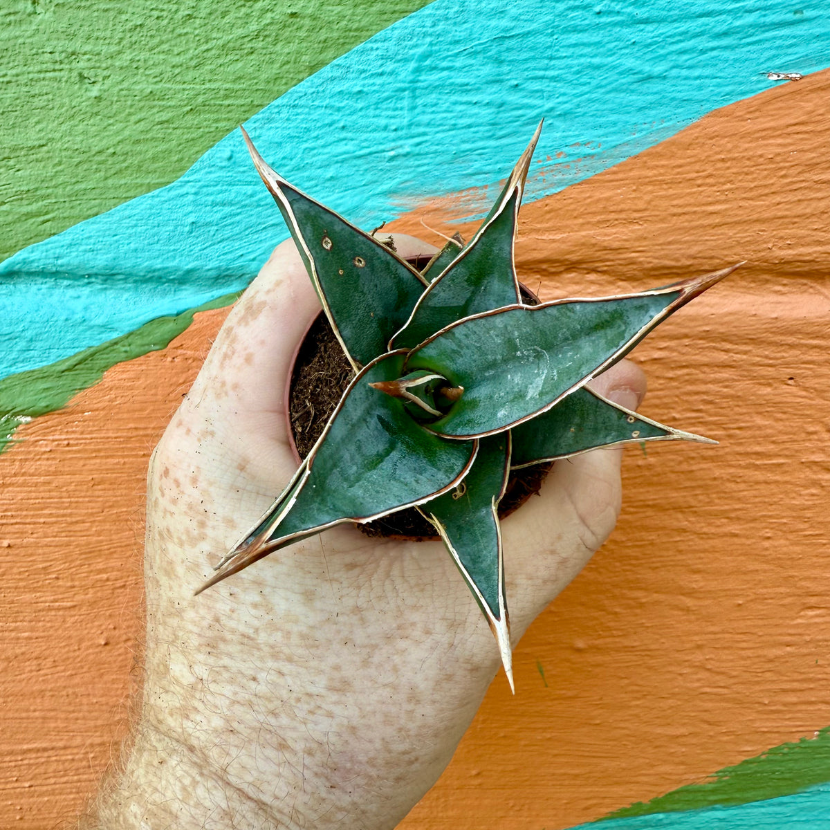 専用 Sansevieria pinguicula Longifoli 専用 Sansevieria pinguicula 専用 Sansevieria pinguicula Longifoli 専用 Sansevieria pinguicula