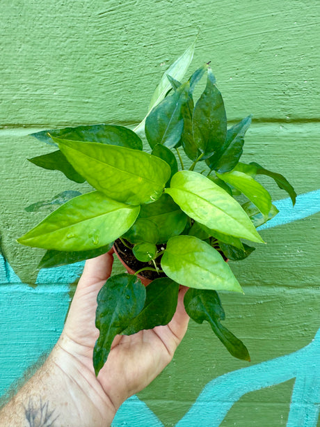4" Epipremnum pinnatum 'Skeleton Key' - Canopy Plant Co.