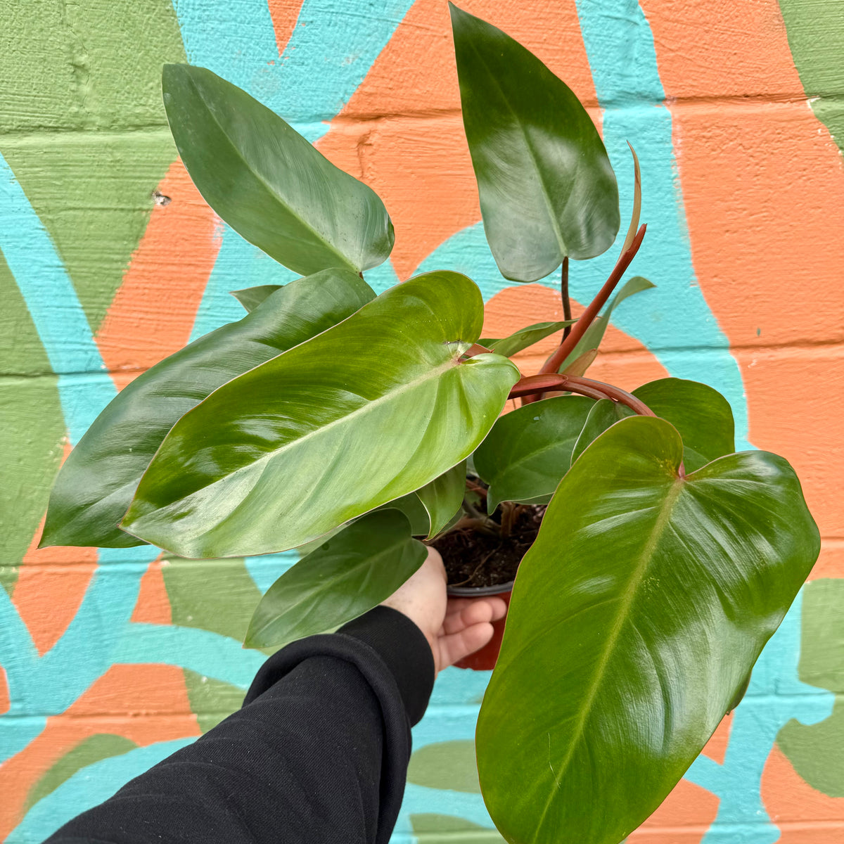 philodendron erubescens watering 6" Philodendron erubescens 'Red Emerald'