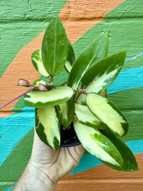 4" Hoya acuta inner variegated - Canopy Plant Co.