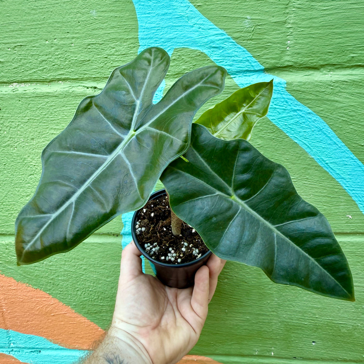 types of indoor alocasia plants 4