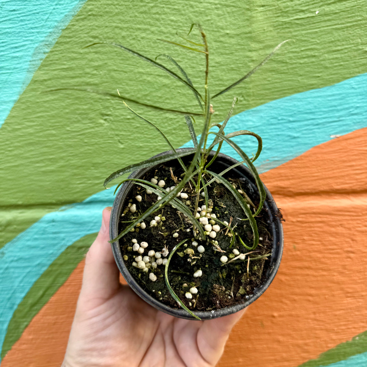 4” Hoya stenophylla – Canopy Plant Co.