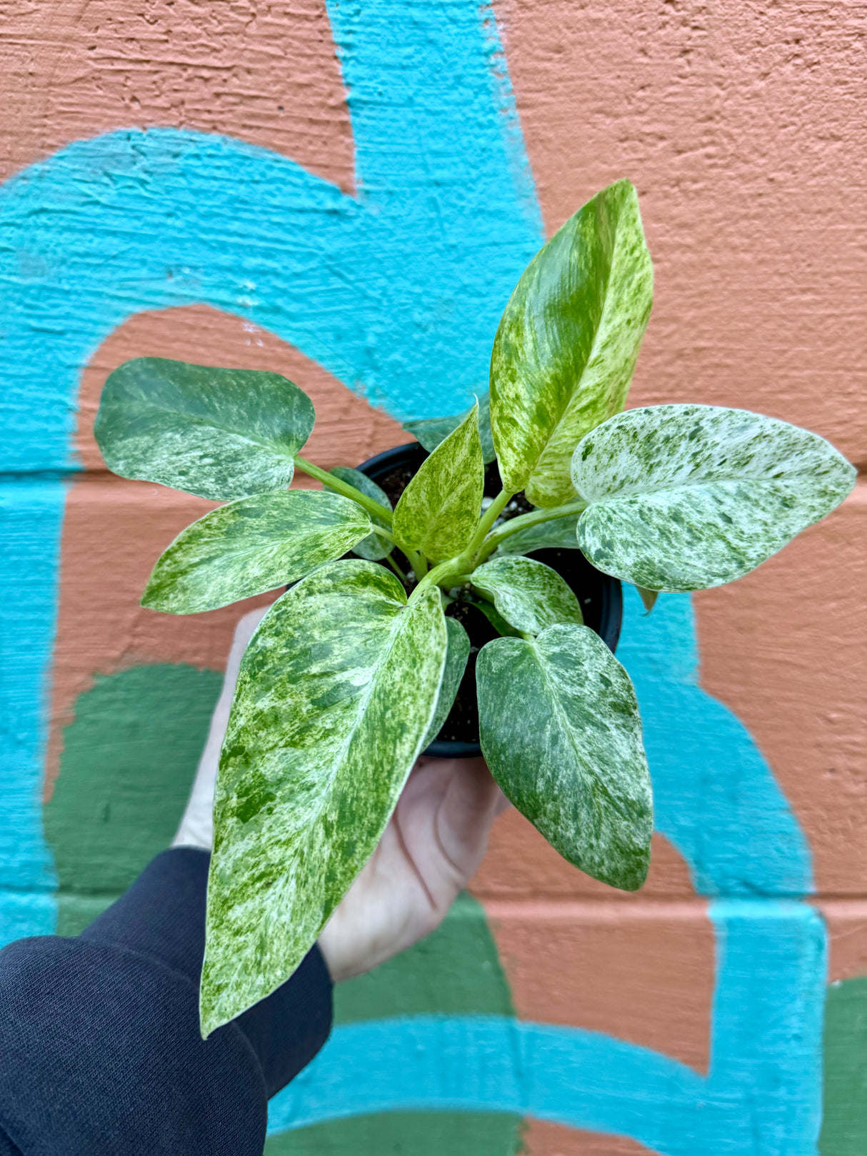 4” Philodendron giganteum variegated 'Blizzard'