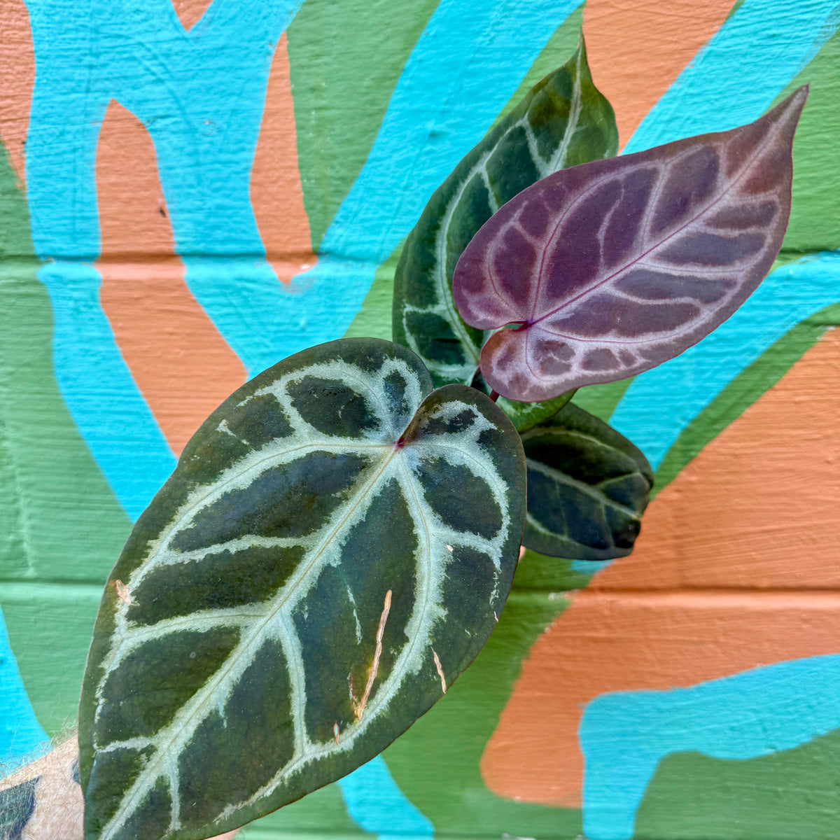 anthurium black velvet 4