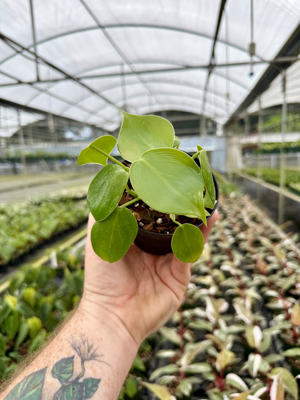 4" Philodendron grazilae 'Sparkling Heart'