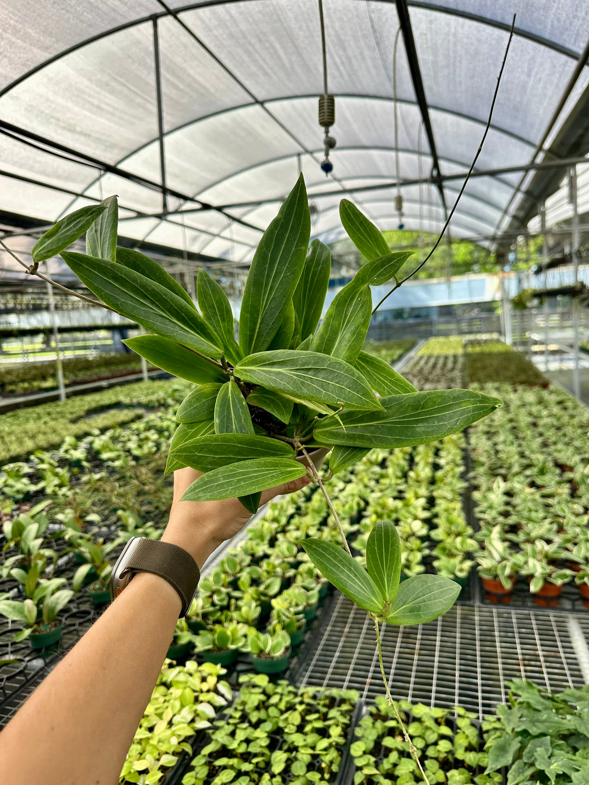 5" Hoya soligamiana