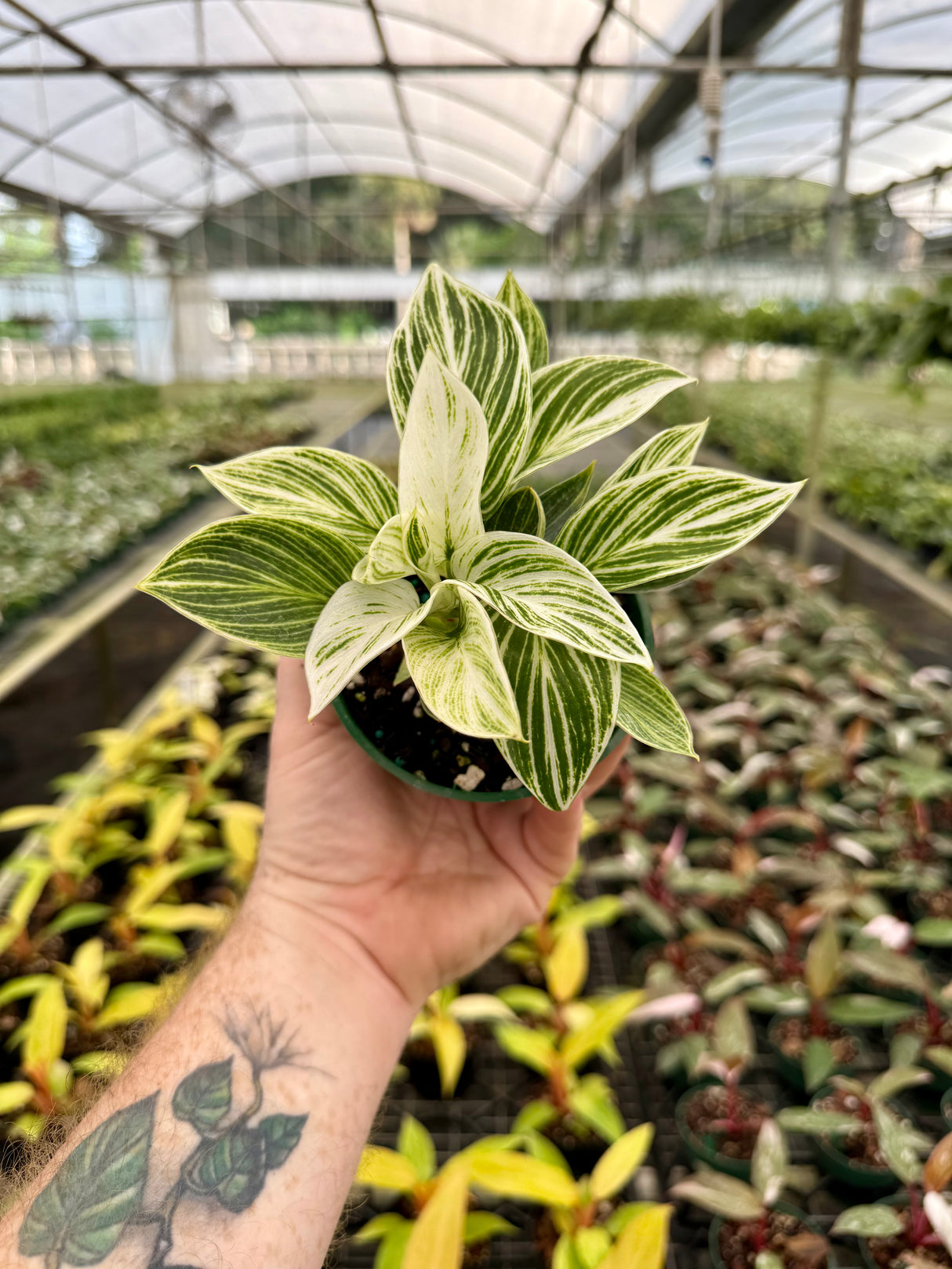 4" Philodendron ‘Birkin’
