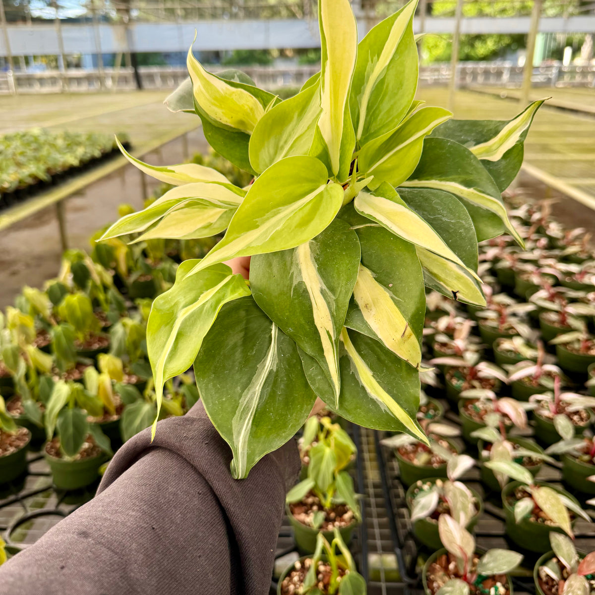 4" Philodendron 'Silver Stripe'  Canopy Plant Co.