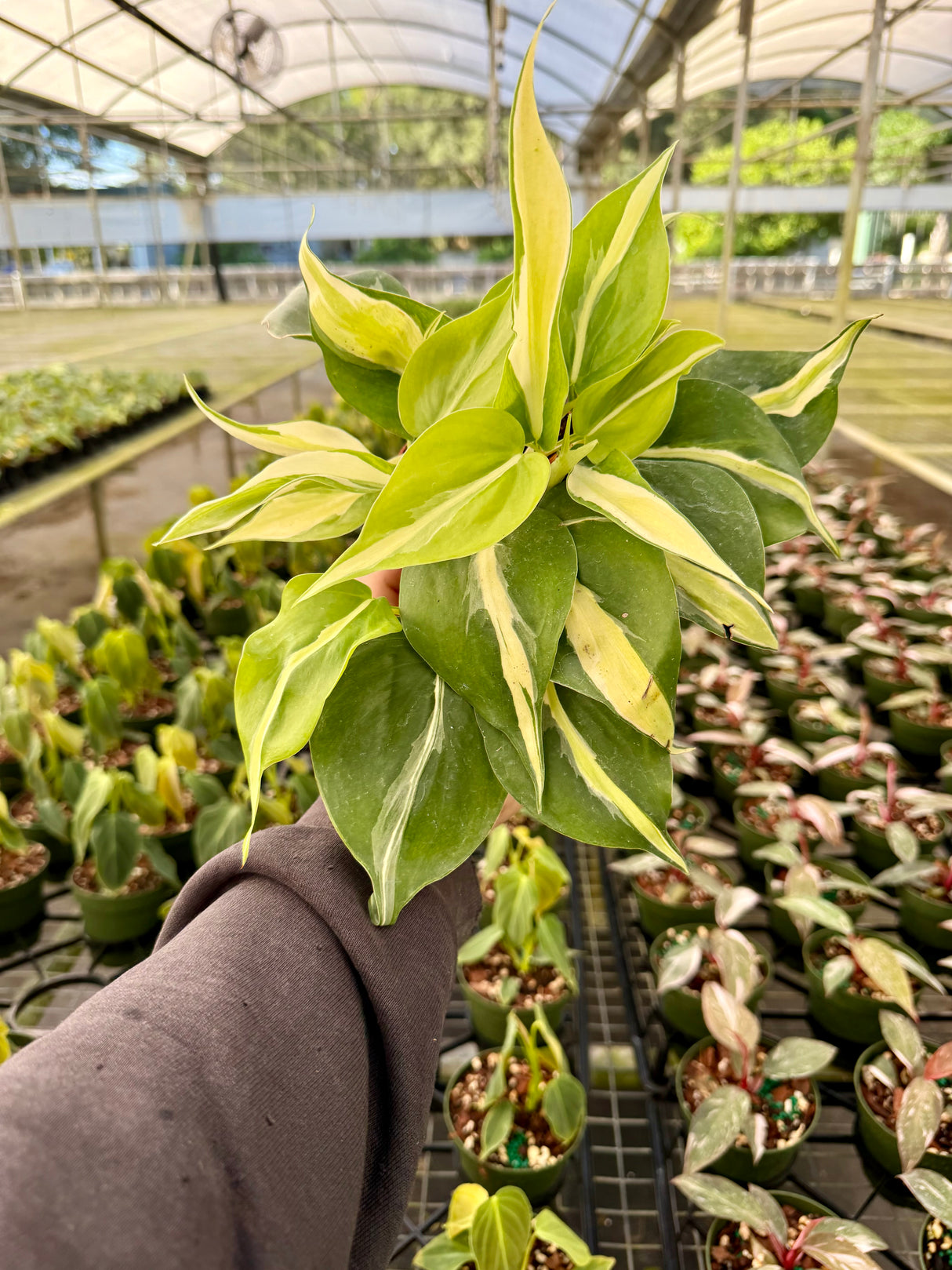 4" Philodendron ‘Silver Stripe’ - Canopy Plant Co.