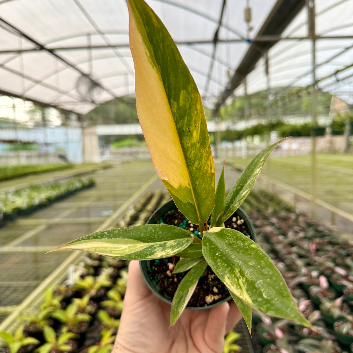philodendron caramel marble origin 4” Philodendron 'Caramel Marble' – Canopy Plant Co