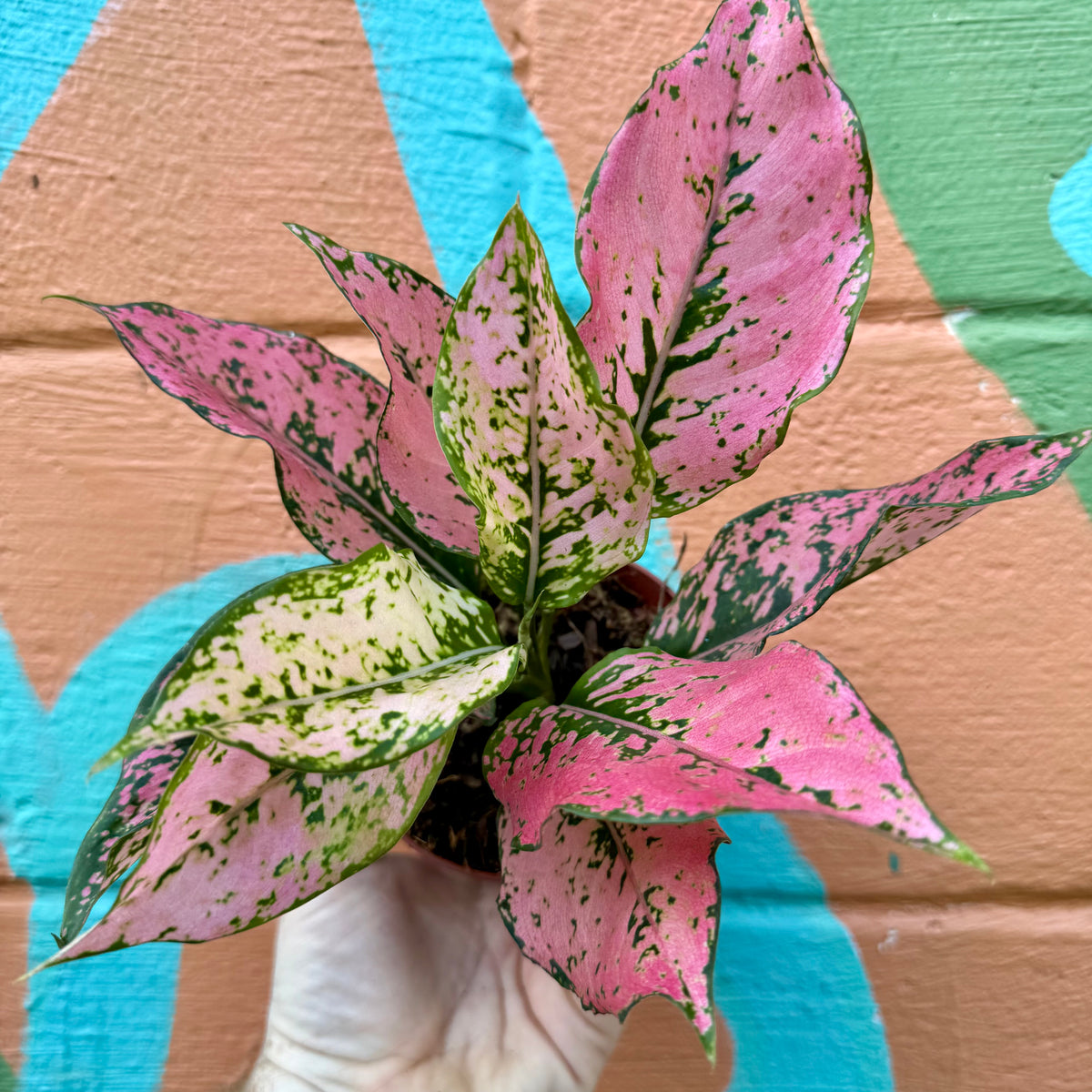 4” Aglaonema 'Pink Triphet' – Canopy Plant Co