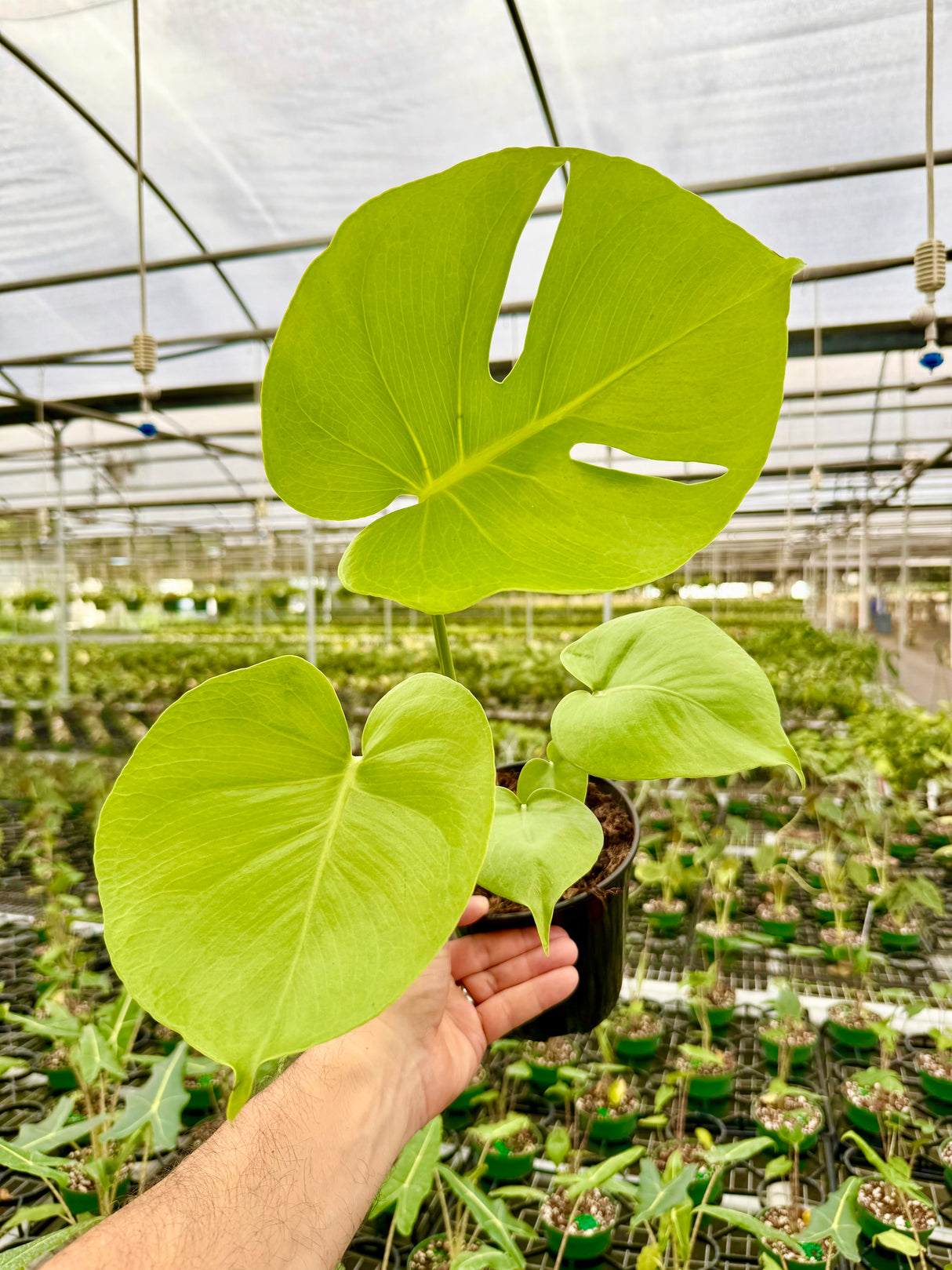 6" Monstera deliciosa 'Lemon Lime'