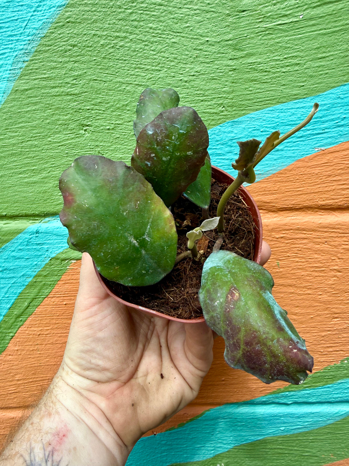 4” Hoya waymaniae - Canopy Plant Co.