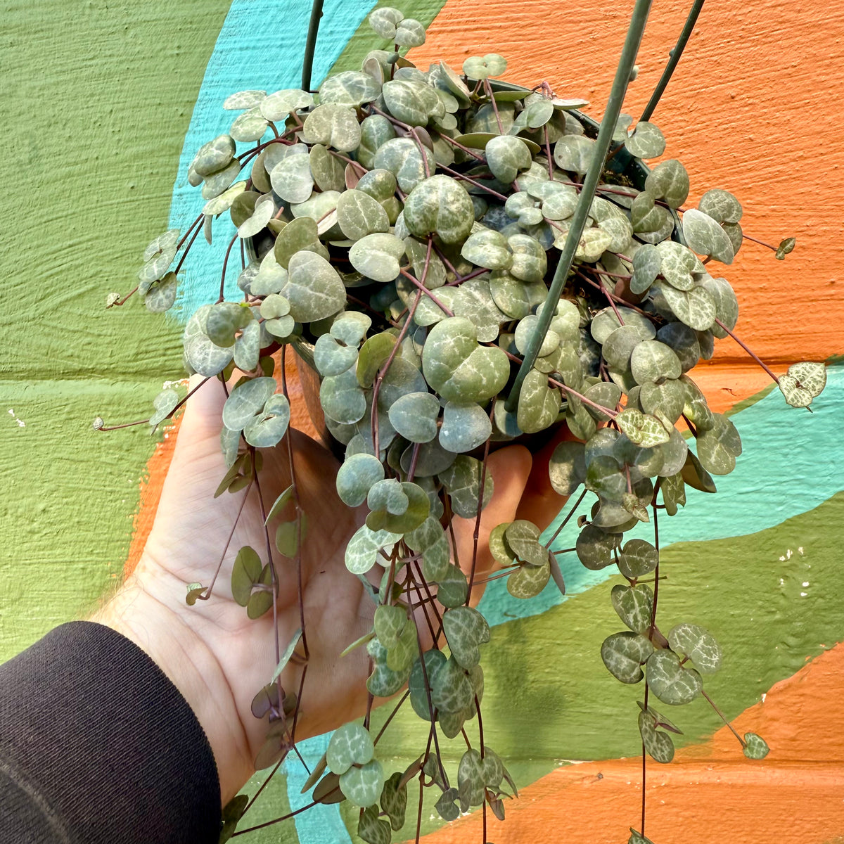 4-ceropegia-woodii-string-of-hearts-hanging-basket-canopy-plant-co